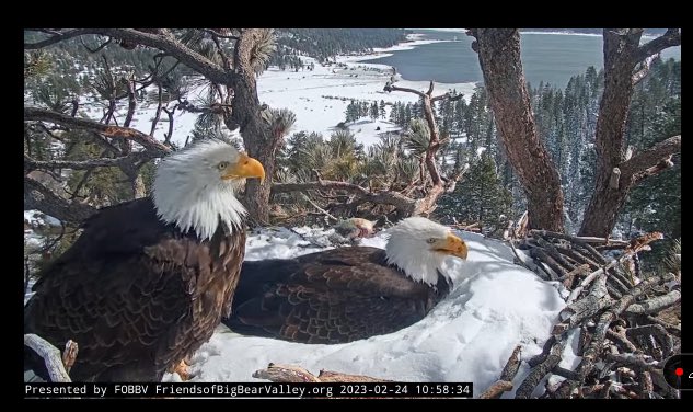 #wtpBLUE #wtpEARTH I know it may seem trivial. I found it incredibly meaningful. If you spent any time observing, you felt awe. Jackie & Shadow, the famous bald eagles of Big Bear, CA., have said goodbye to their 3 eggs, in their own way. I’ve been watching them on the live…