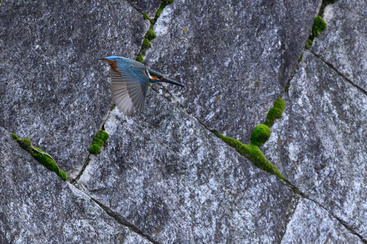 芸術
#野鳥
#カワセミ
#Nikon
#Z9
#Z863