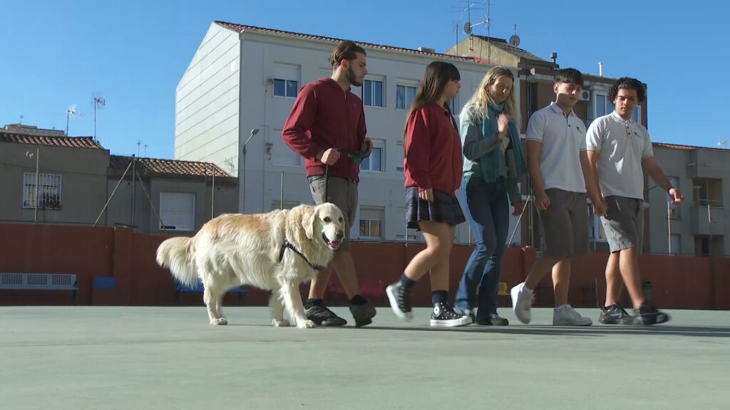 Un gos a l'escola: l'Assisi forma part d'un projecte per aprendre a estimar els animals ccma.cat/324/lassisi-un…