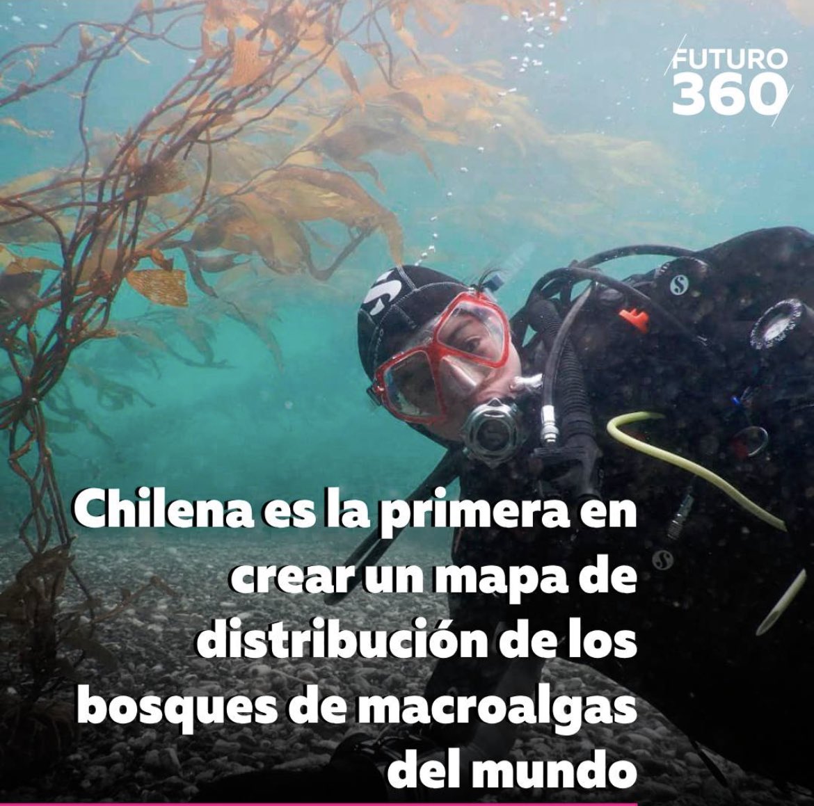 bosquesazules.cl Chilena es la primera en crear un mapa de distribución de los bosques de macroalgas del mundo ▶️Alejandra Mora, geógrafa egresada de la Universidad de Chile, ha dado un paso significativo al crear el primer mapa de distribución de bosques de macroalgas,…