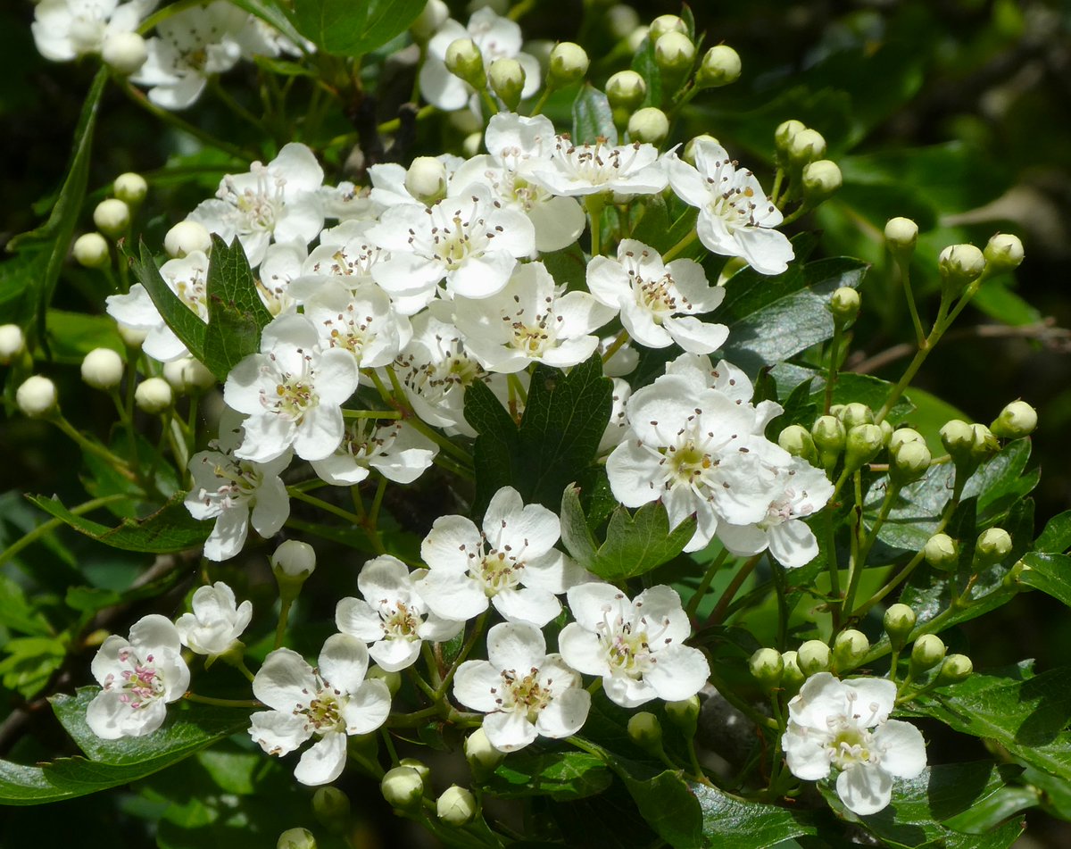 'As the whitening hawthorn only hears the heart beat of the earth' (Betjeman) My first hawthorn flowers of the year 💚🤍💚