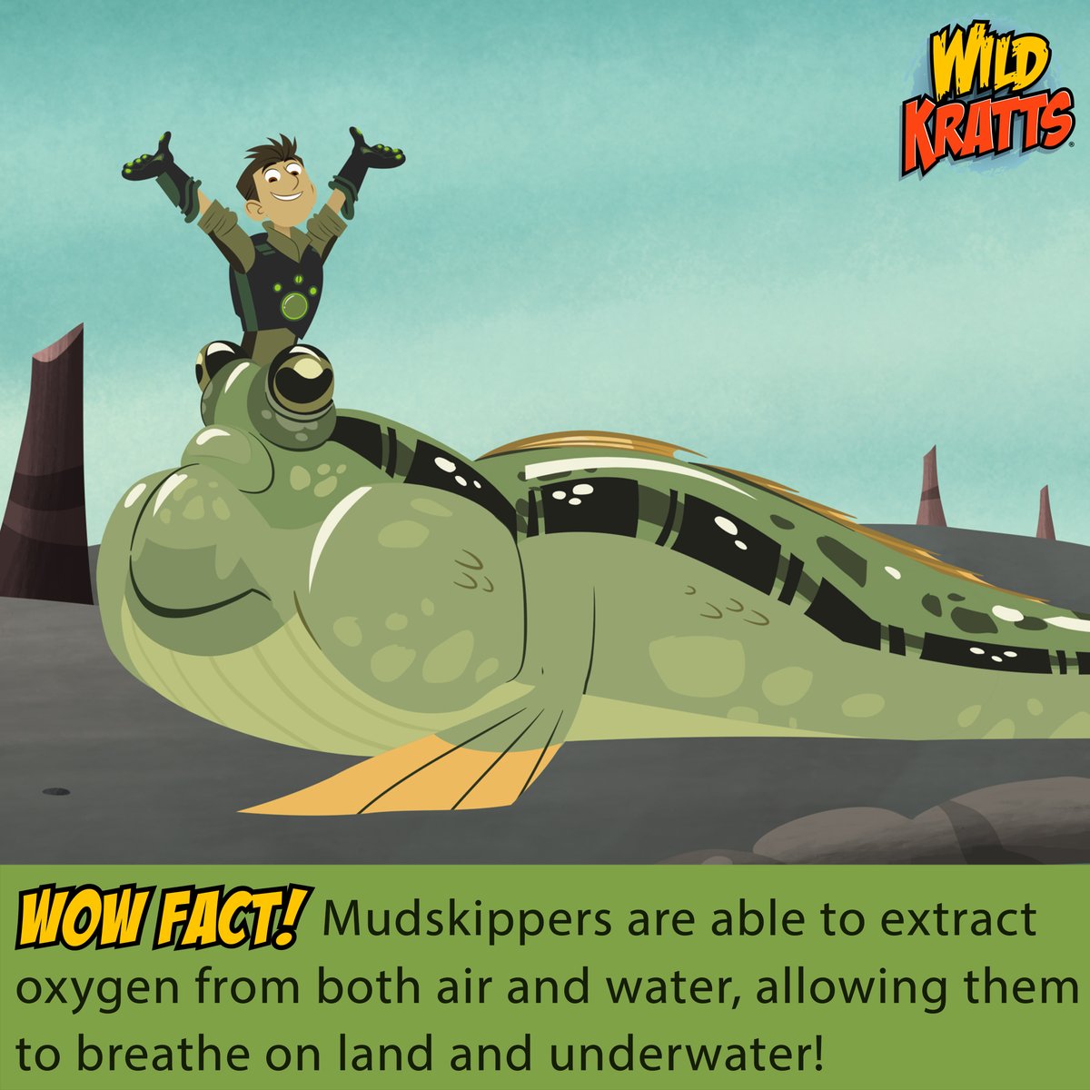 This week's WOW Fact is making a splash with the incredible Mudskipper! 🌊 In our new episode 'Fish Out of Water', we spotlight their awesome Creature Powers that mean they can not only swim, but also hop and skip across muddy shores! Mudskippers can breathe through their skin