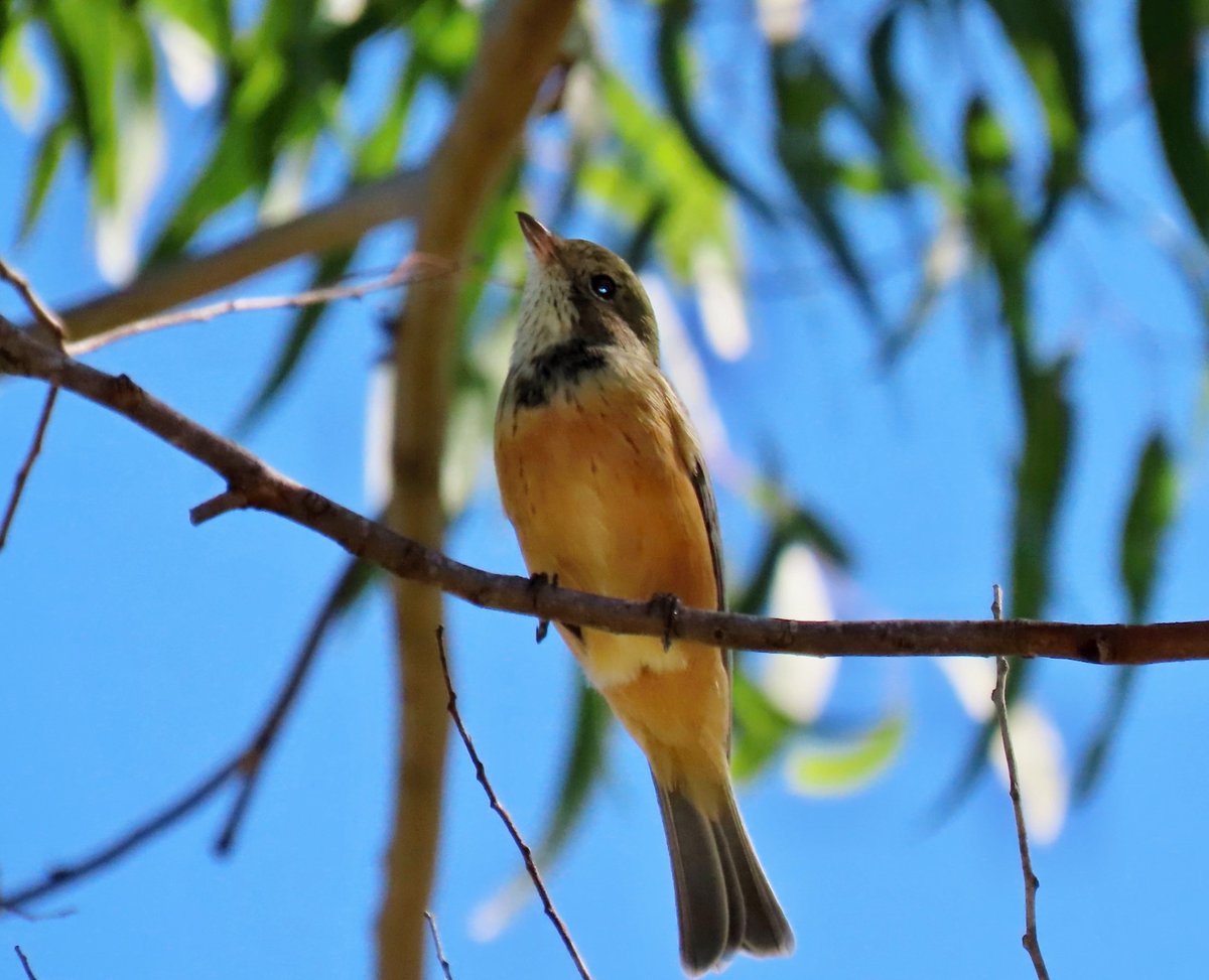 Rufous Whistler sighted at Sweeney Reserve, Petrie, Qld
@fred_od_photo #Ozbirds #birds #birdwatching #WildOz #birdphotography