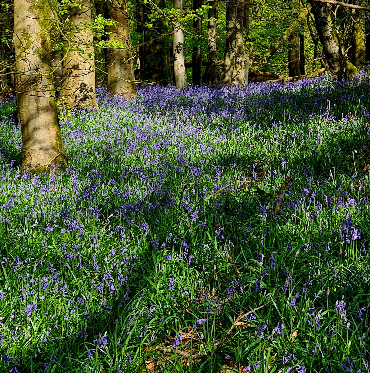 Bluebells!! Spring! #Gwent #nature #FabulousFriday