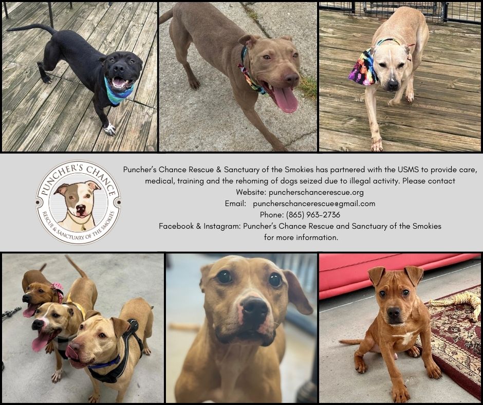 USMS has many dogs who are available for adoption. Please consider adopting one of these dogs who have been rehabilitated and are ready to be rehomed! #USMarshals