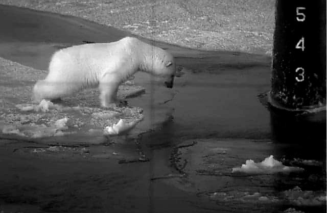 As seen through the periscope of the USS Honolulu (SSN-718), a curious Polar bear explores the open water near the submarine's rudder, as it sits surfaced 280 miles from the North Pole (Circa October 2003). A rare encounter. #USNavy #Submarine