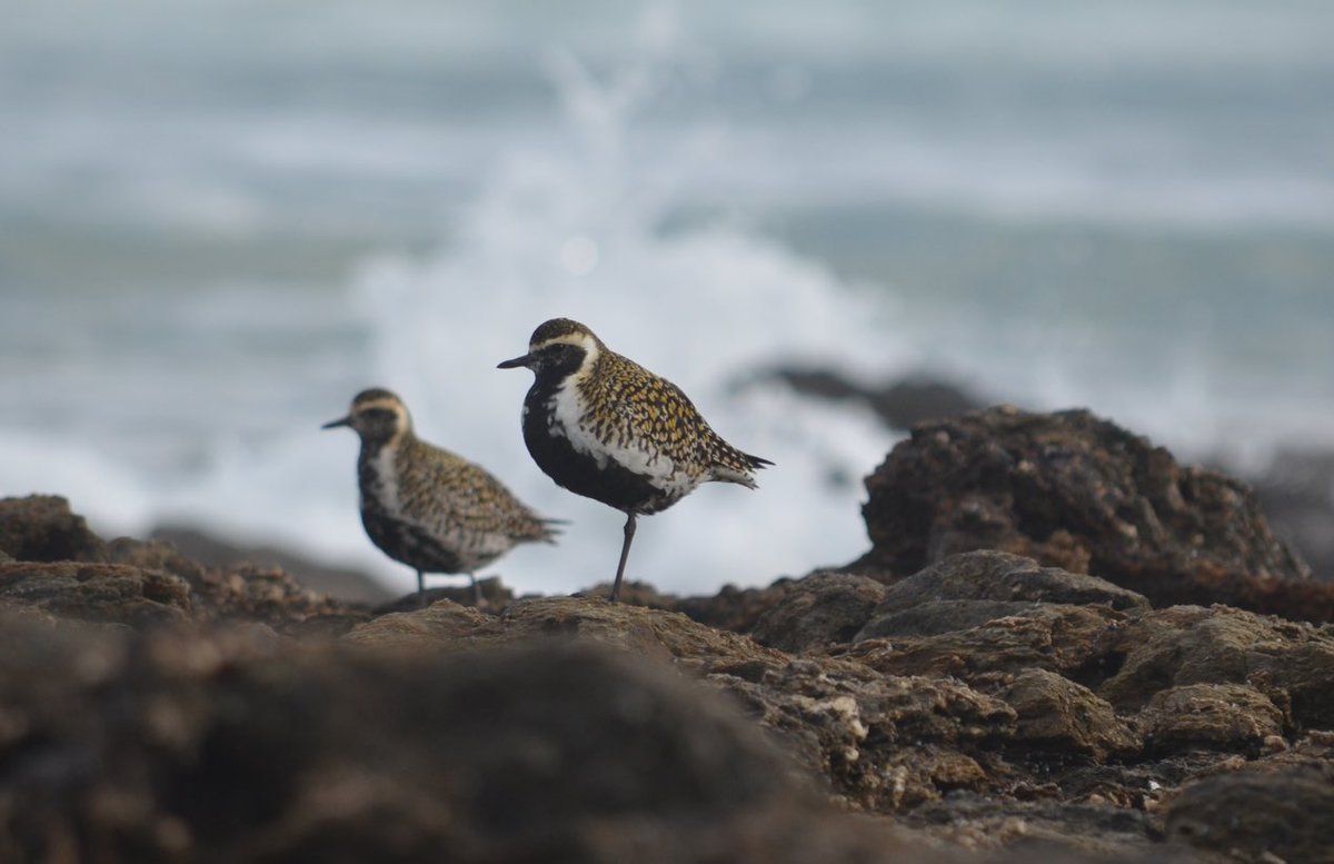 @leo_qbn Slightly further north we have been waiting to see if all the Pacific Golden Plovers are going to depart. #mysterybay #migratorybirds