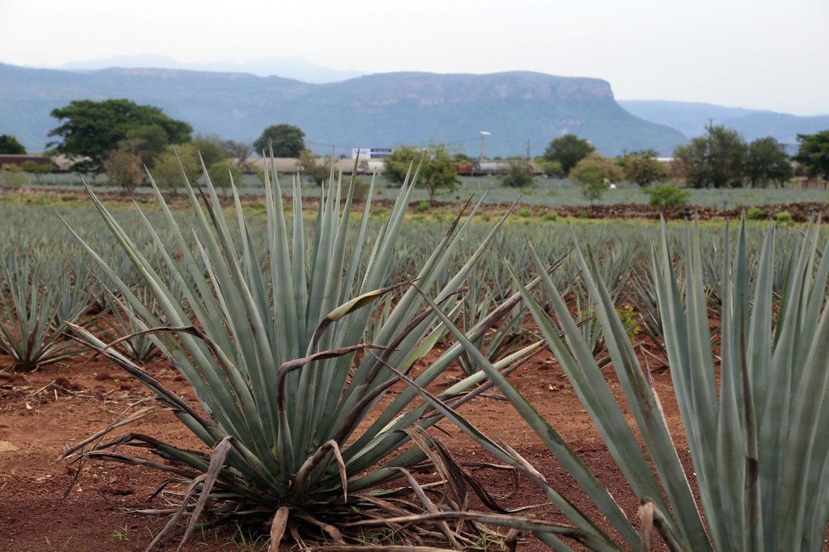 Con sabor a Jalisco', #CUCBA será la sede del tercer AgroEmprende. 💻bit.ly/4avfZ1e