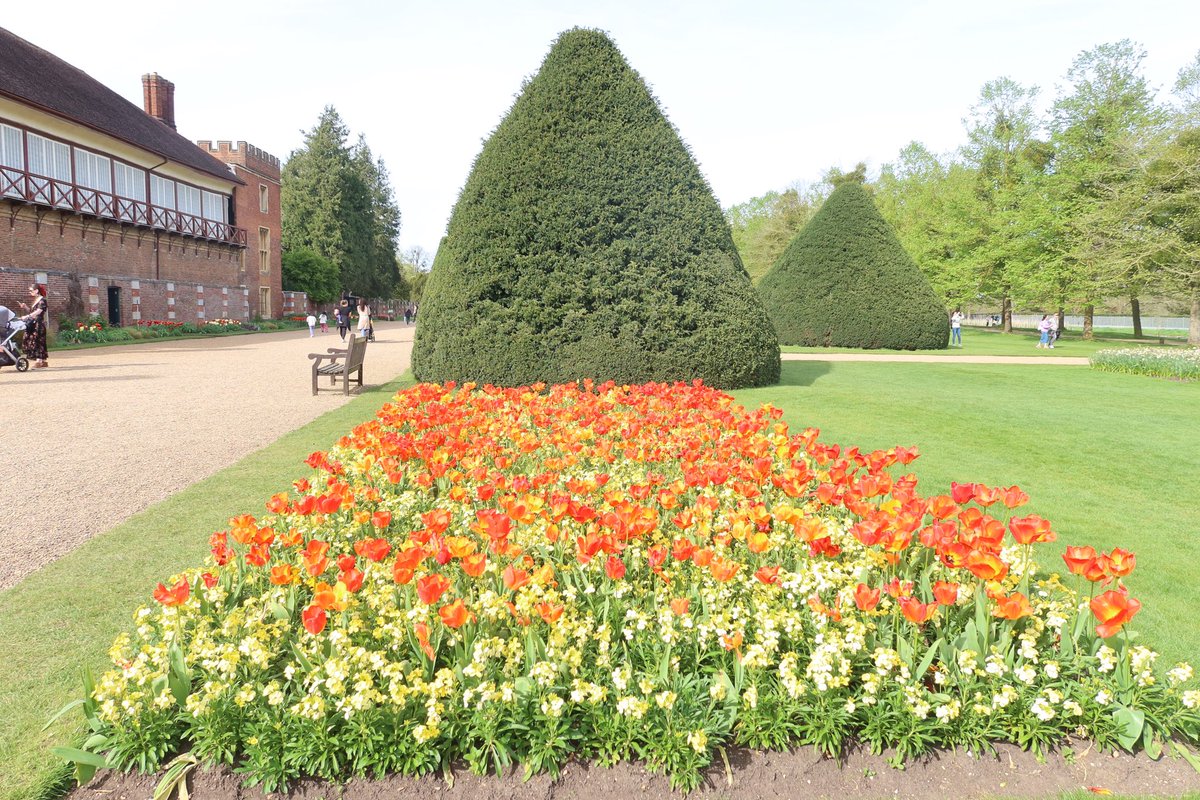 Nice afternoon out @HRP_palaces to see the Tulip Festival.  #hamptoncourt