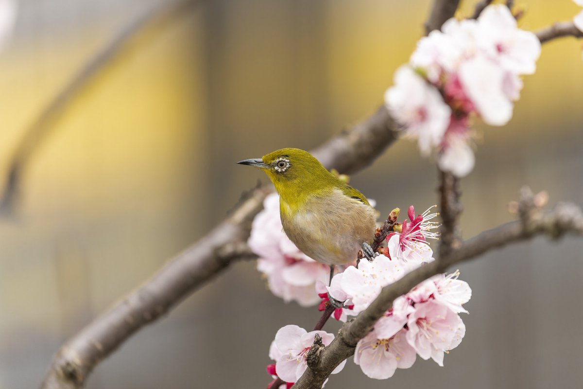 おはメジロー #メジロ #α7iv #野鳥 #hako_rock #これソニーで撮りました