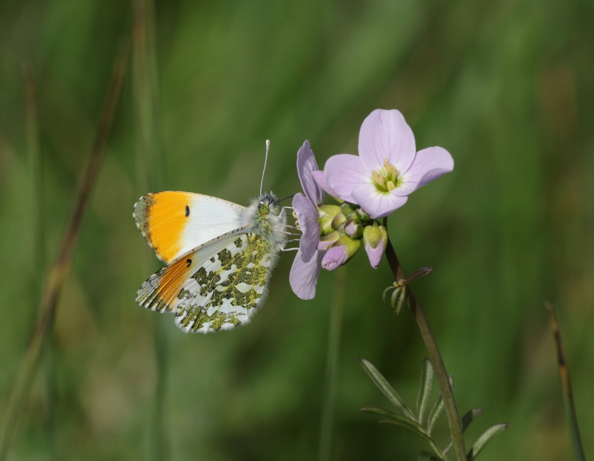 This afternoon's UKBMS survey @rspbnewport Wetlands: 3 Brimstones, 1 Large White, 1 Small White, 6 Orange Tip, 1 Holly Blue, 1 Red Admiral, 9 Peacock, 4 Speckled Wood. Great start to the year with the best weather (average temp 18 deg C, 100% sunshine). Holly blue, Orange tip.