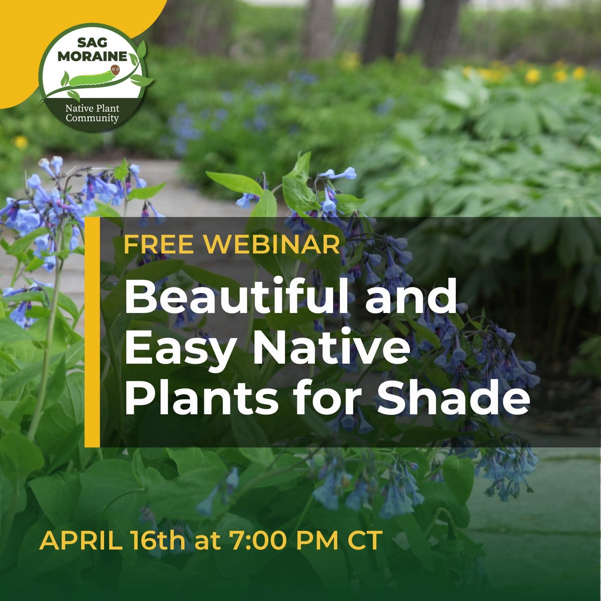 🌿 Discover the beauty and importance of native shade plants in this informative and inspiring video! 🌿 

“Beautiful and Easy Native Plants for Shade”
Tues., April 16th, at 7pm CT
youtube.com/watch?v=jw1otC…

#NativePlants #PollinatorGarden #ShadeGarden #Environment #PlantSale