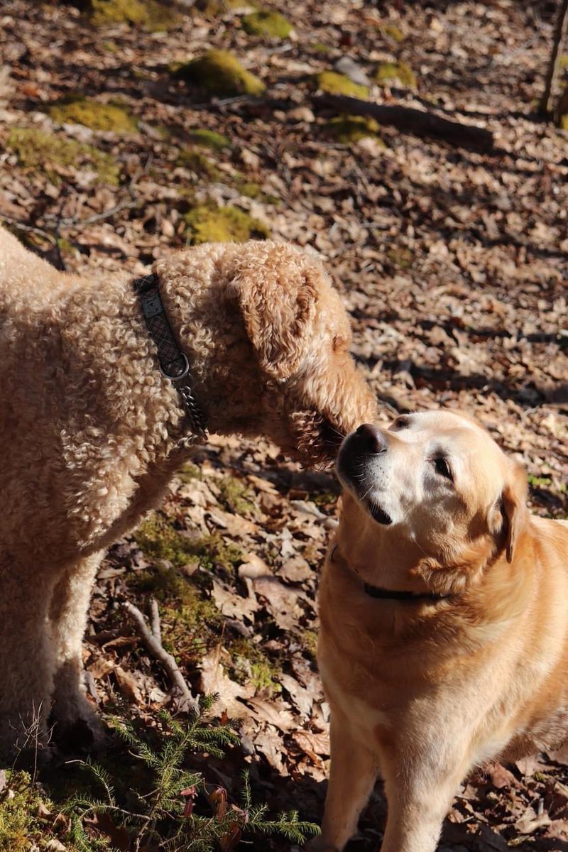 My dog giving another dog a sniff.