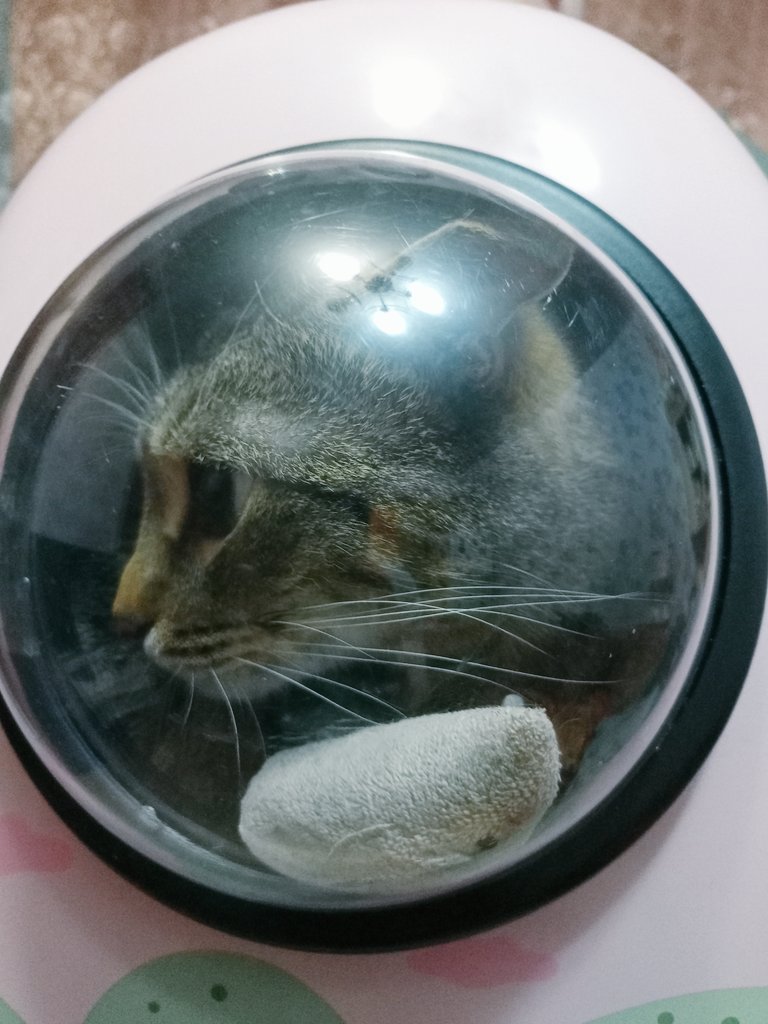 NemoFrei's tweet image. С днём котмонавтики