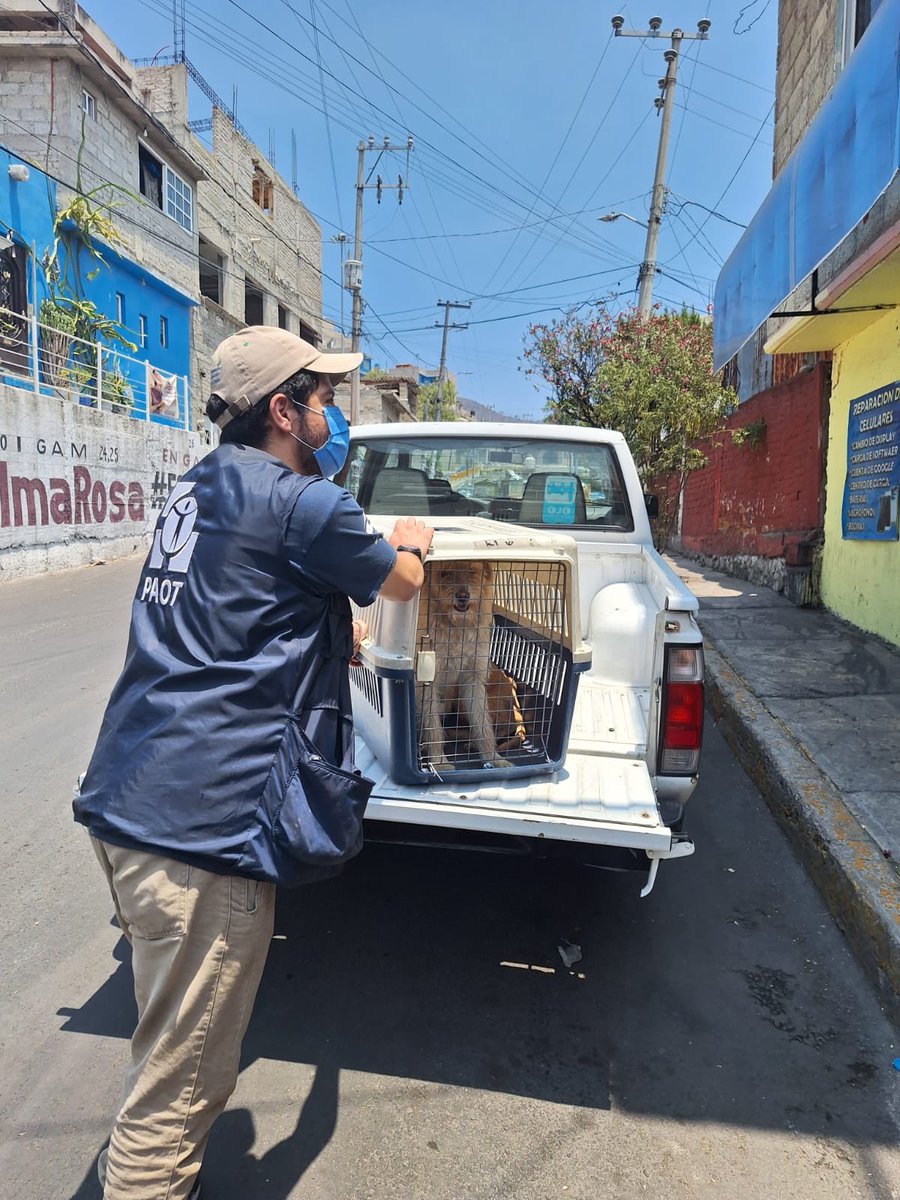 En otro rescate, retiramos a 2 perras más, una criolla y otra tipo pitbull que no recibían los cuidados necesarios. Canela presenta lesiones en piel y un ojo, además de extrema desnutrición. Recibirán atención veterinaria🩺🩻 y resguardo por una protectora independiente. Gracias.