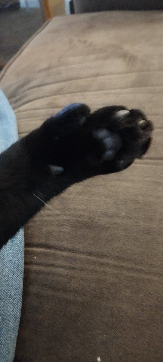 Six showing off his thumb. Does your cat have one?
