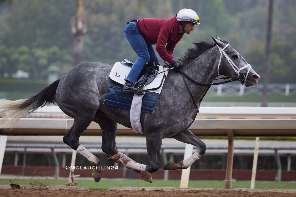 G1 winner Sweet Azteca worked 5F in 1:01.20 this morning for trainer Michael McCarthy @santaanitapark @mwmracing