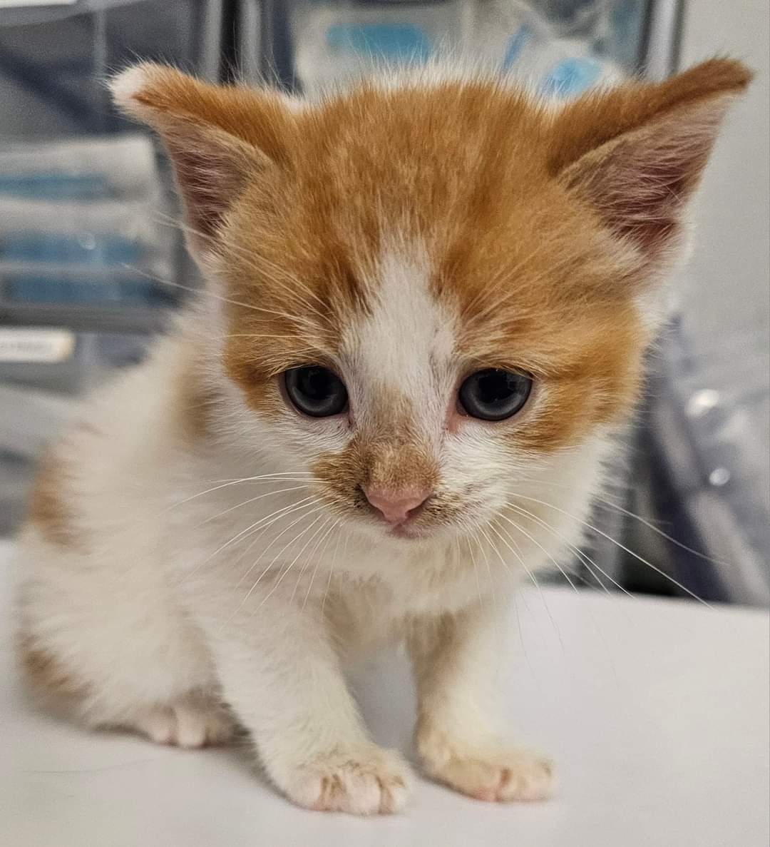 New arrival at Bradford Cat Watch Rescue and Sanctuary. This is Jimmy Jr.
JJ was an unwanted pet on the realisation that he was far too young to be away from his mum and he has had subsequent health issues. He is currently on our critical care ward in intensive care.