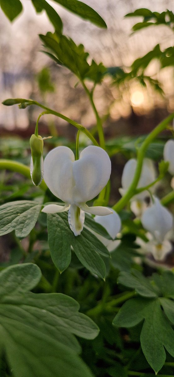 I can't get enough of Dicentra Spectabilis Alba 🤍 I buy new ones every year....luckily I got a big garden 😁🌸 #FlowersOnFriday #gardening