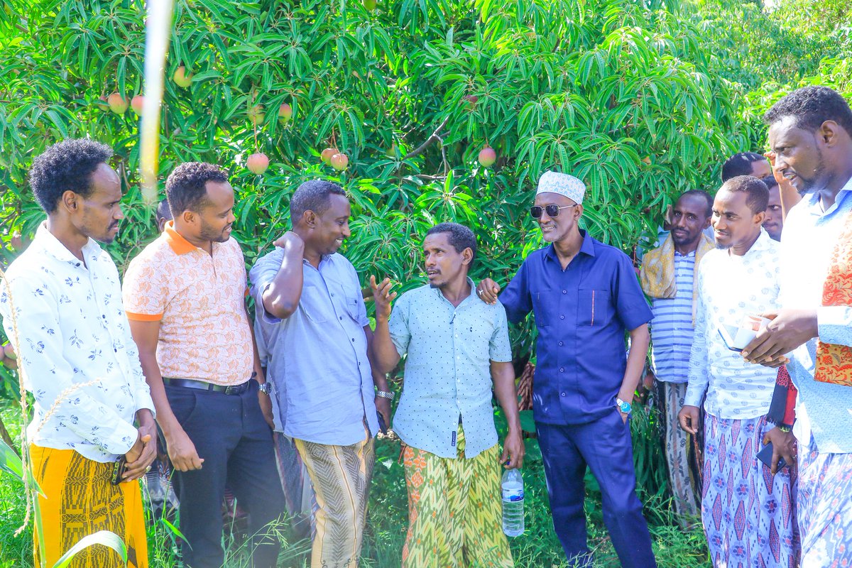awolarba's tweet photo. በአፋር ክልል አውሲ ረሱ ጭፍራ ወረዳ የሚገኙ ከፍተኛ የፍራፍሬ ምርቶችን ጎብኝተናል። https://t.co/gzxtbI9B8e