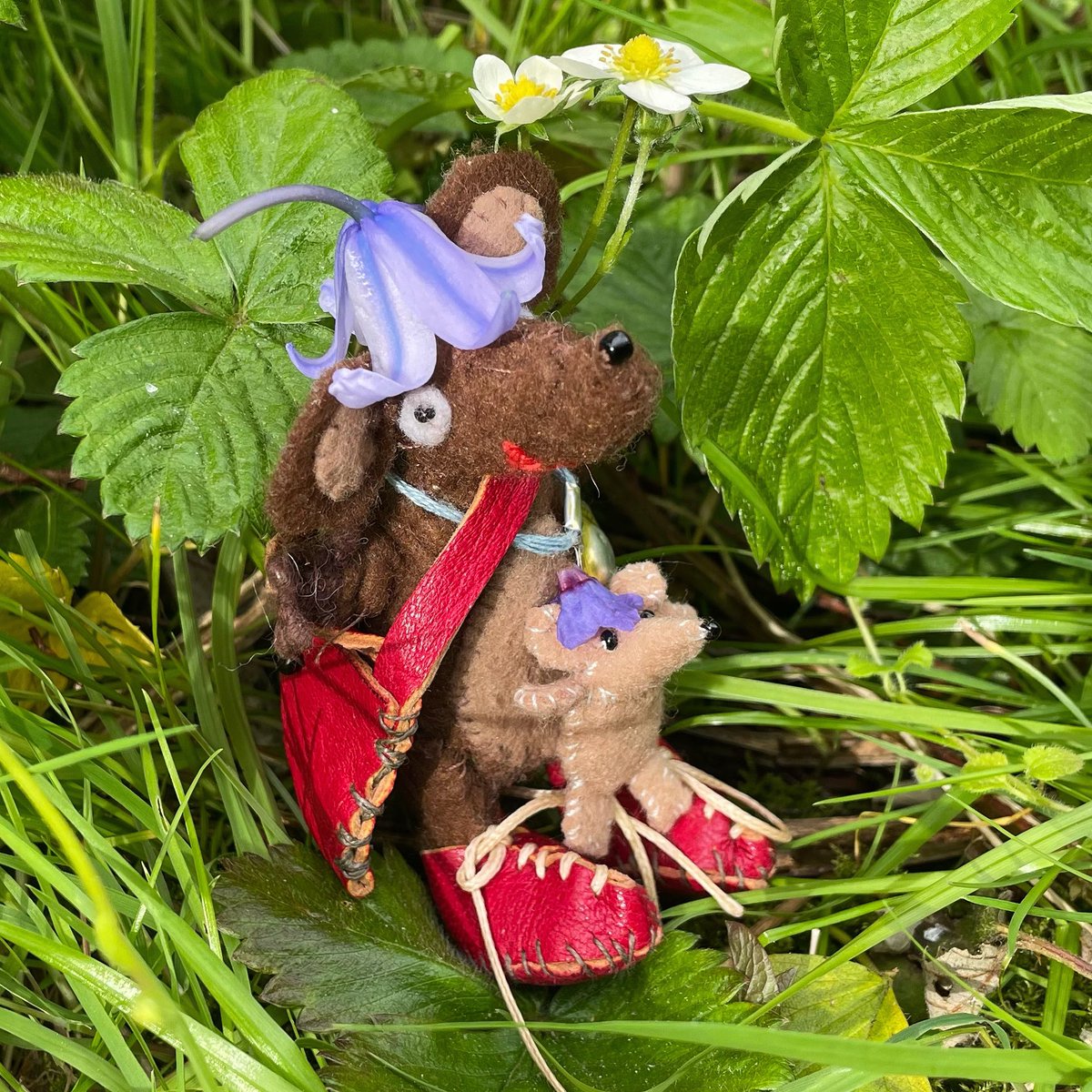 fabula murina (mouse story) CXXIV Silvius et murus laneus petasos floreos caeruleos gerunt (Silvius and his woolly mouse are wearing flowery blue hats). difficile est flores vernos rubros invenire (It's hard to find red spring flowers)! #fabulamurina