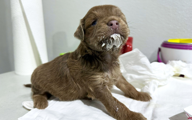 Milk mustaches are SO last season. Milk beards are all the rage in 2024, as modeled by this adorable little guy after a recent bottle-feeding session in our kitten nursery.