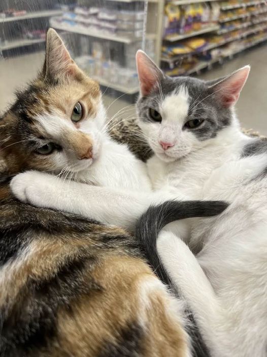 Still not one application!? 💔 We can't believe there is no interest in these cutie patooties!! They are growing up in petsmart! Well hey there!! My name is Maya and this is my brother Miles! We were found outside as tiny kittens! Our mom wasn't around so a nice lady brought us