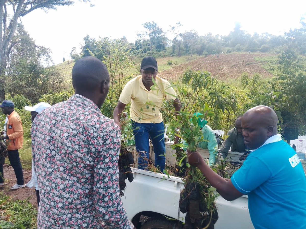 Today we planted over 5000 tree seedlings at metipso Eldama ravine taking restoration seriously thanks to all our partners and community forest association team , we need now to check farming upstream #ClimateActionNow