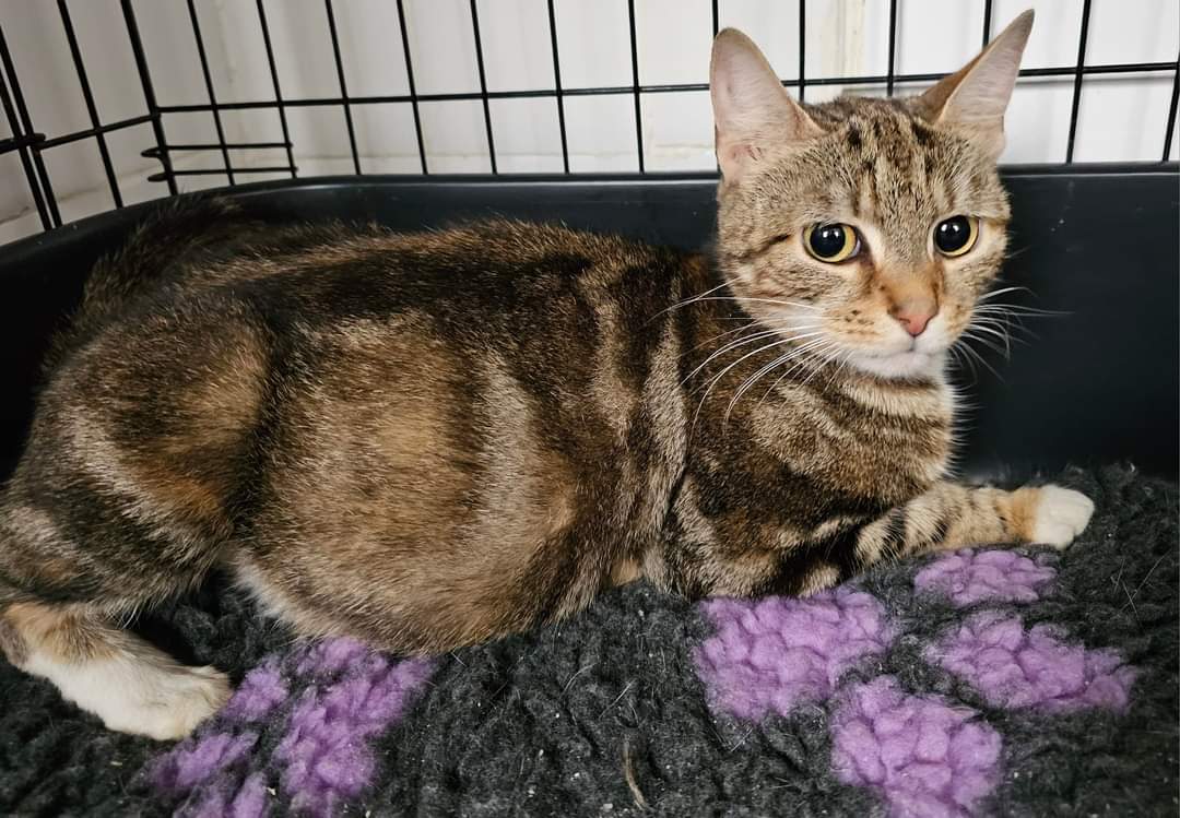 New arrival at Bradford Cat Watch Rescue and Sanctuary. This is Cherry Blossom.
Cherry Blossom was seen as a stray for several weeks and when it became obvious she was pregnant the finders took her to the vets.