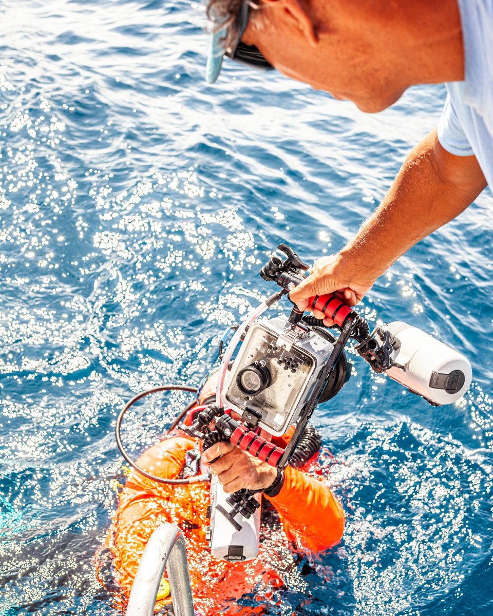 Buddy Dive tweet media