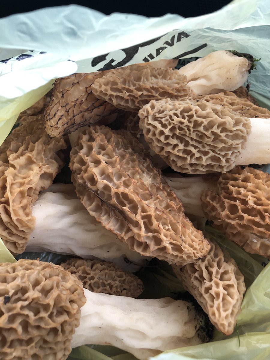 Who says land surveying is a thankless job?  No one who finds a gallon of morels a few feet into the woods from the property corner. “Steak of the Gods”.