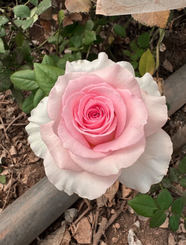 pretty rose