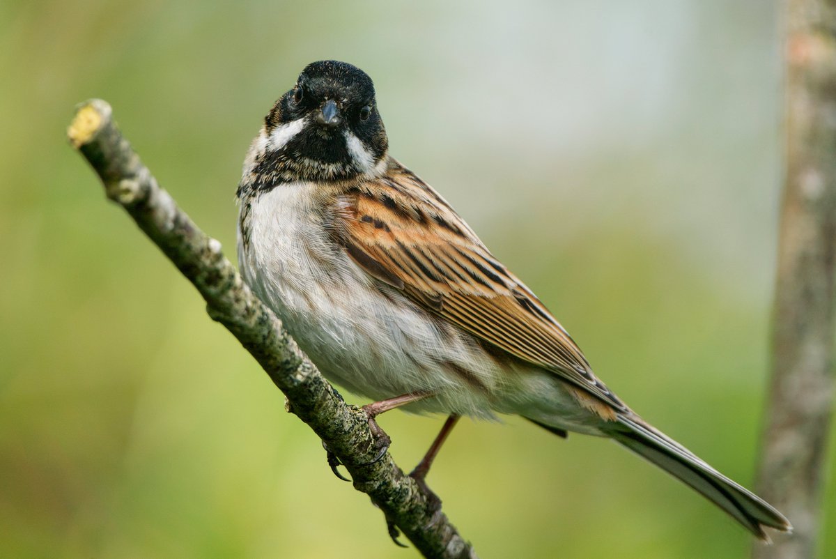 A male Reed Bunting popped up just outside the Robbie Garnett hide, absolutely lovely bird to see up close! #GlosBirds