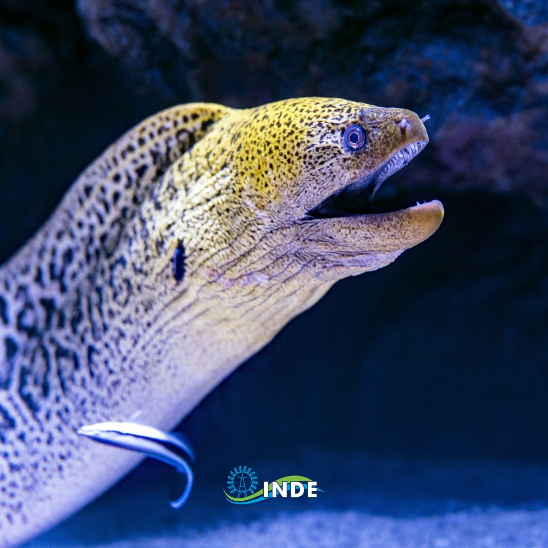 😱 #SabíasQué las anguilas eléctricas pueden producir descargas de hasta 500 voltios, tanto para defenderse como para cazar. ⚡

#SomosBuenaEnergía #AprendeConINDE #Energía