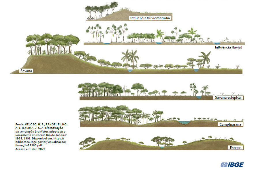 marcoxrocha's tweet photo. ainda sobre o novo atlas do IBGE queria chamar atenção também para esses esquemas sobre os tipos de vegetação... ter essas imagens com a qualidade com que aparecem no atlas é muito bom 
acesso ao atlas: https://t.co/qS8pEcosyX https://t.co/n5t0cfuSbe