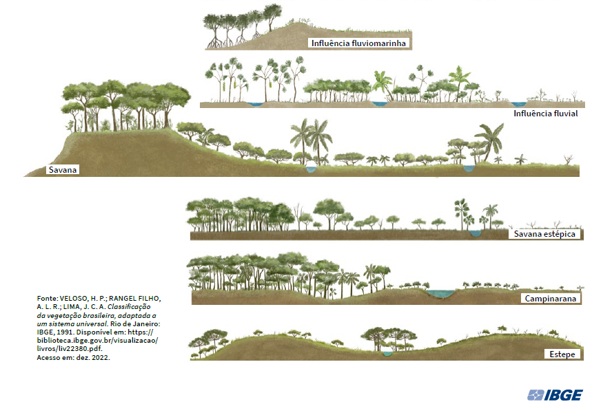 ainda sobre o novo atlas do IBGE queria chamar atenção também para esses esquemas sobre os tipos de vegetação... ter essas imagens com a qualidade com que aparecem no atlas é muito bom acesso ao atlas: loja.ibge.gov.br/atlas-geografi…