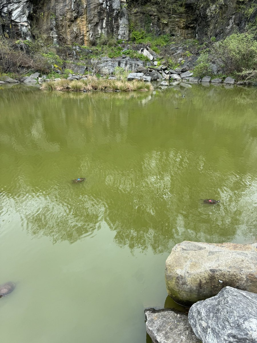 nycmeredith's tweet photo. @NYCmorningside @NYCParks do you know how come these turtles in the Morningside Park pond have blue and red hearts painted on their backs? https://t.co/h8ORNZjx8A