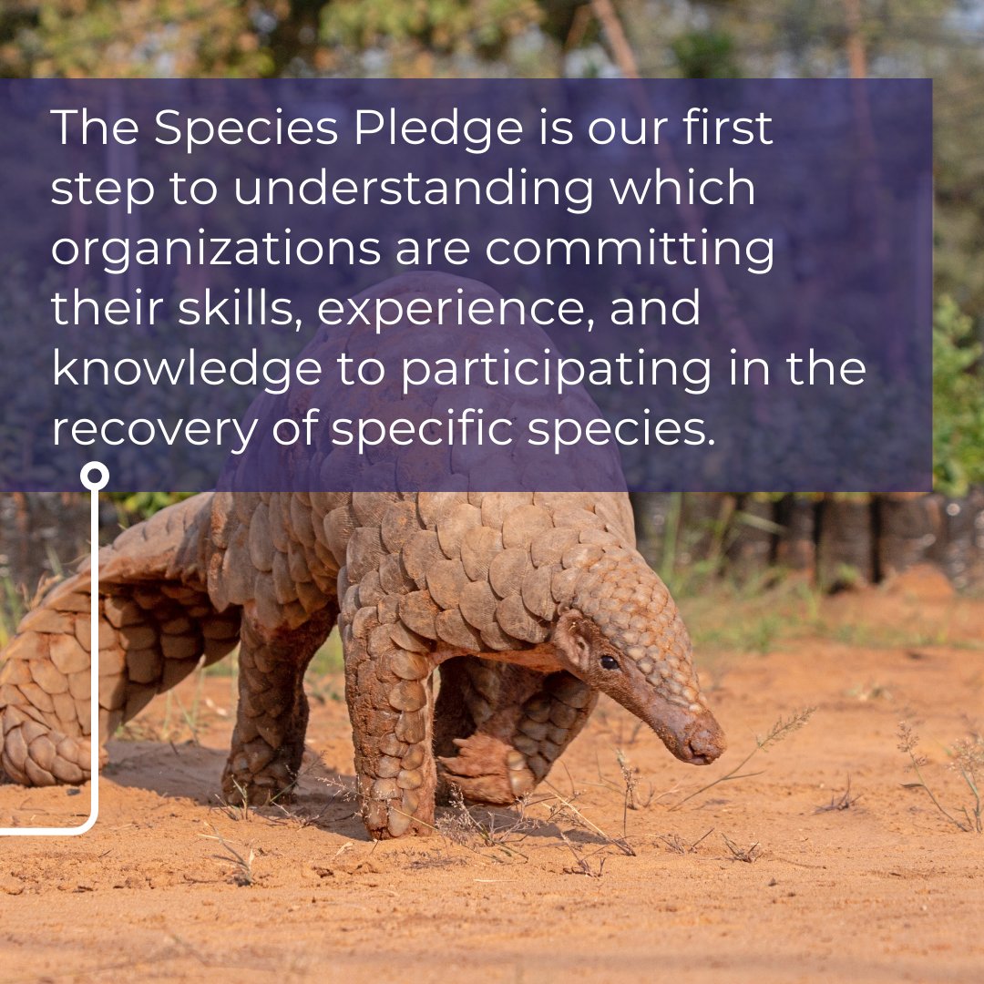 #DYK that the Species Pledge will become a map of strategic actions and impact indicators that can be used to accelerate collaboration and capacity building? Join us at the #WorldSpeciesCongress and learn more: e2kevents.swoogo.com/worldspeciesco…