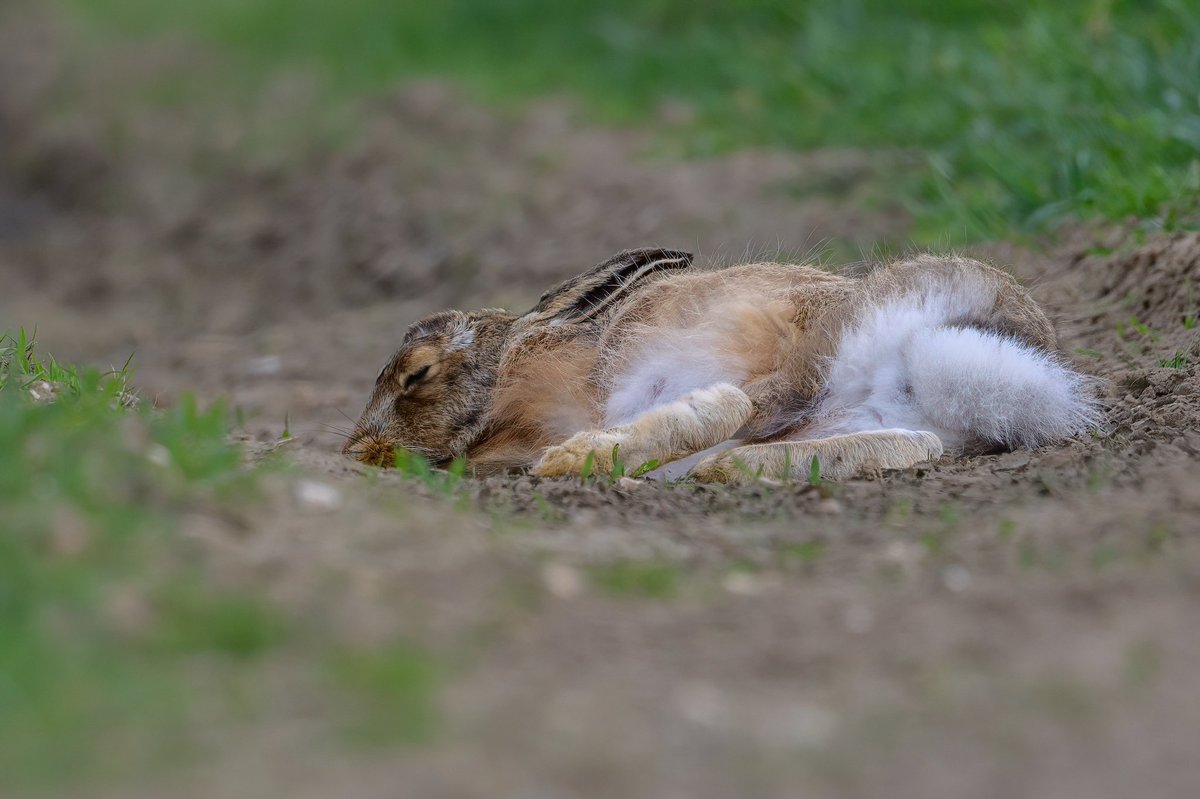 Time for a nap… #hare #brownhare #sleepinghare #Springwatch #Norfolk #wildlifephotography #BBCWildlifePOTD
