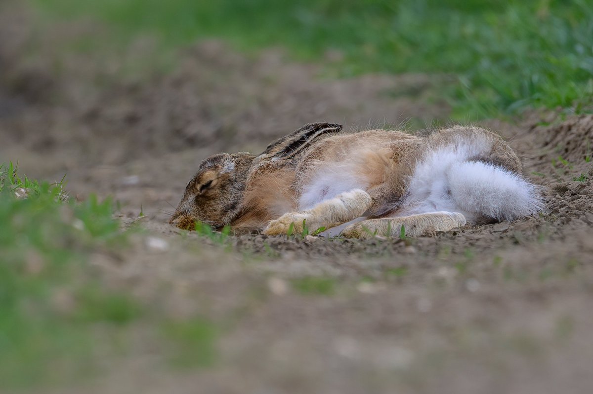 Time for a nap…
#hare #brownhare #sleepinghare #Springwatch #Norfolk #wildlifephotography #BBCWildlifePOTD