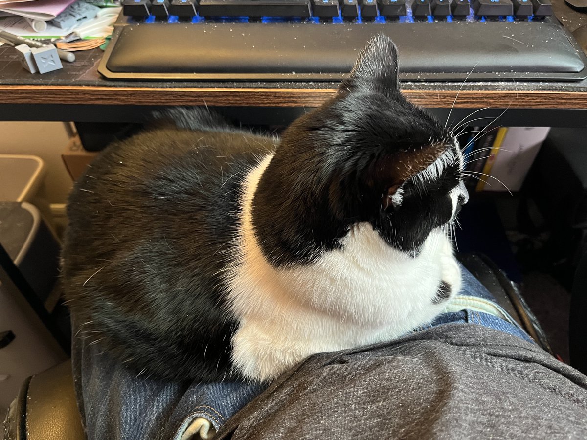 Helping hooman work by keeping them in their chair.