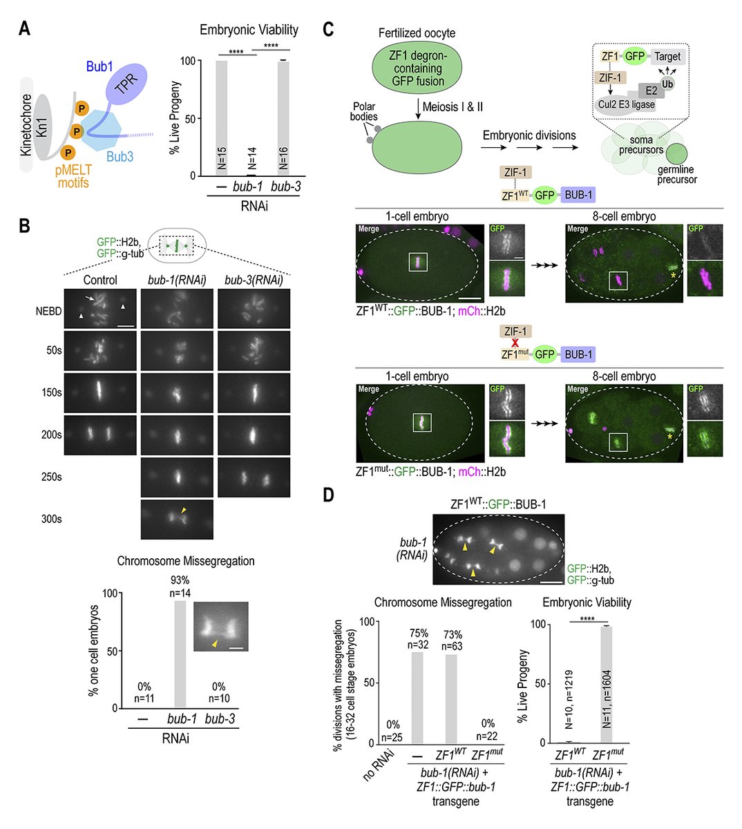 Phospho-KNL-1 recognition by a TPR domain targets the BUB-1–BUB-3 complex to C. elegans kinetochores, say Jack Houston, Taekyung Kim, Arshad Desai (@Protofilament) @oegemadesai_lab @UCSanDiego and colleagues: hubs.la/Q02rZrQh0 #CellCycle #CellDivision #Genetics