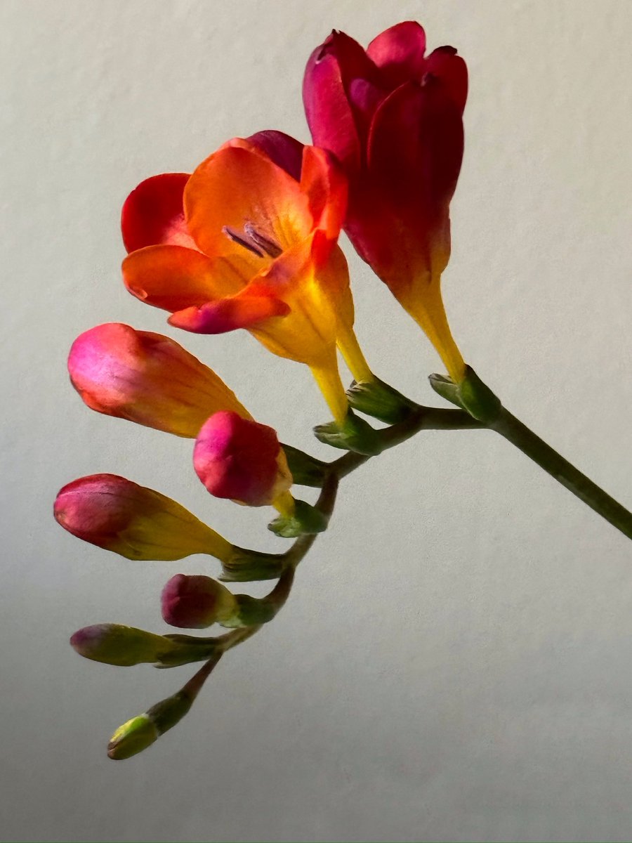 A little bit late for posting this but I love the colour of this Freesia  #Flowers  #Fridayflowers 
#floweroftheday #Freesia #flowersphotography #ThePhotoHour #NaturePhotography #NatureBeauty