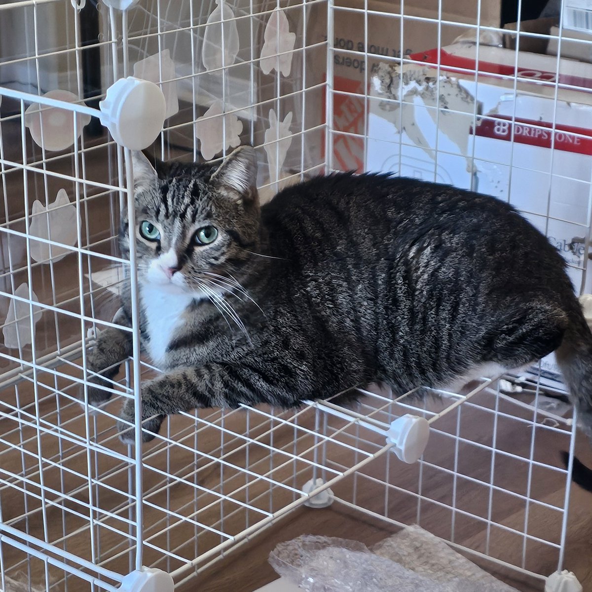 Content from elabunny