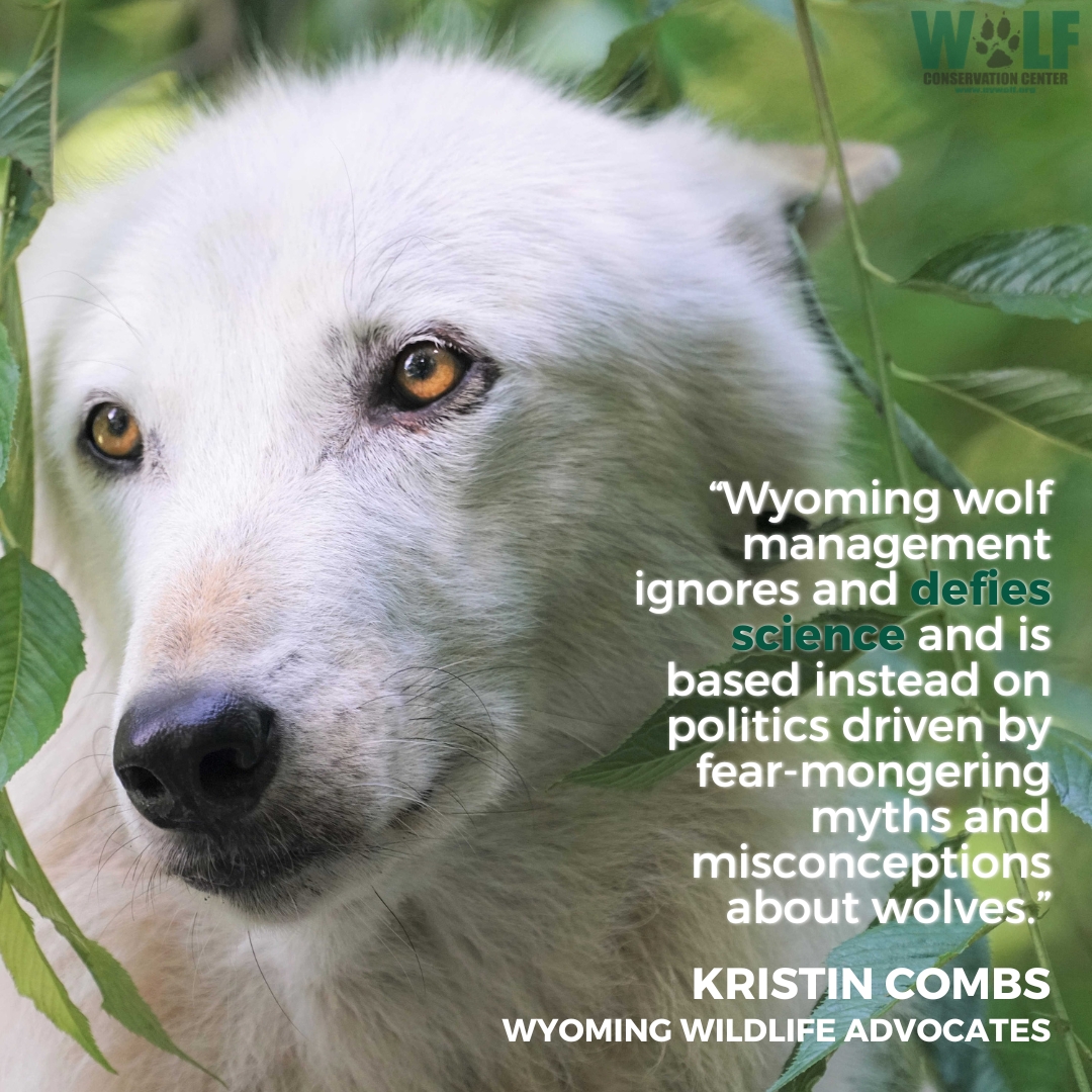 Countless organizations have joined the rallying cry for wildlife reform in WY, highlighting a need for true science-based policies, not the extreme anti-wolf measures that currently govern state management. More: bit.ly/43WQkfi via @wildlifeforall