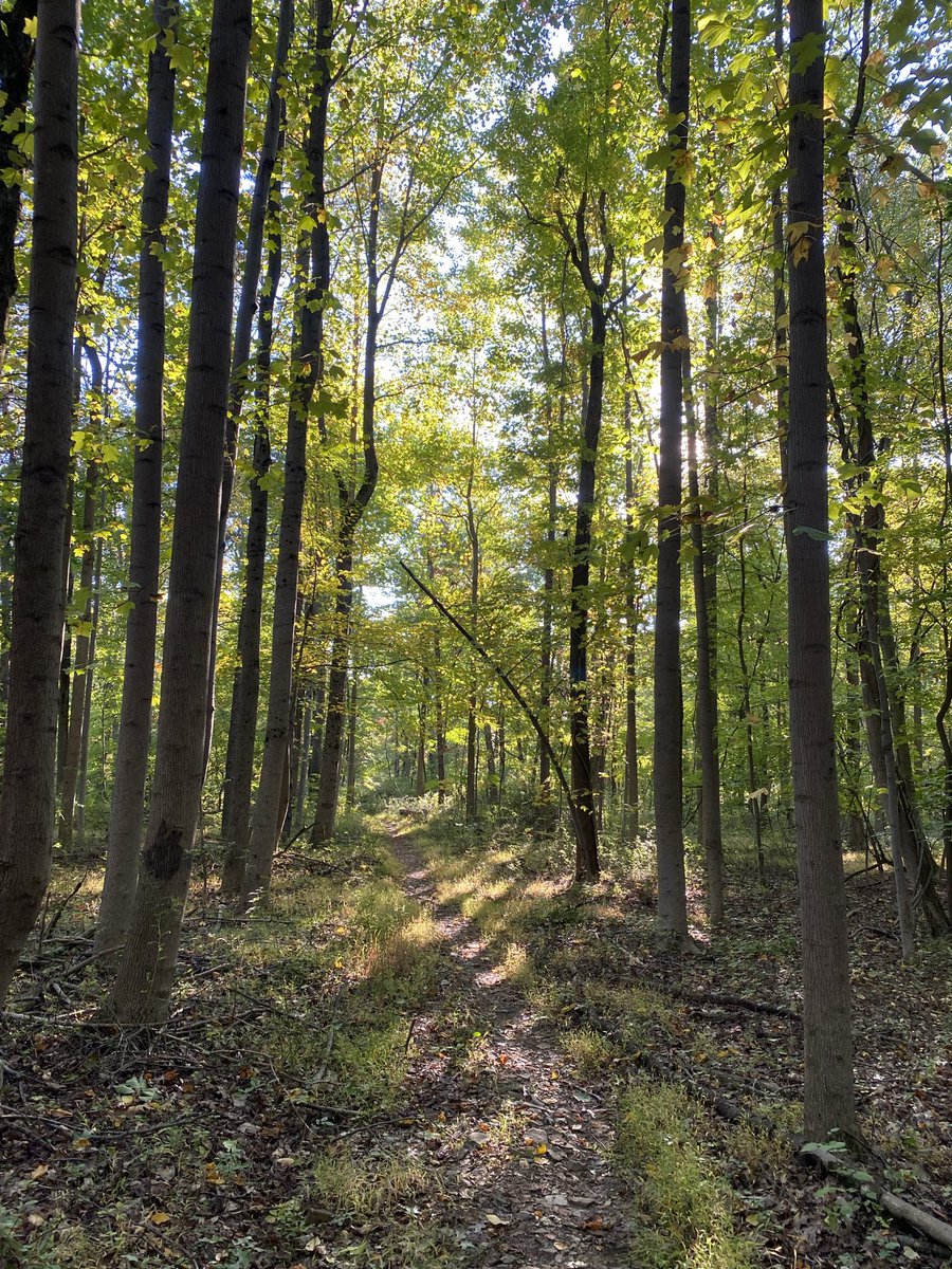 The forest breathes life into the world… And peace into those who escape to its verdant embrace… #geopoetry24 @GeoPoetry24 #forest