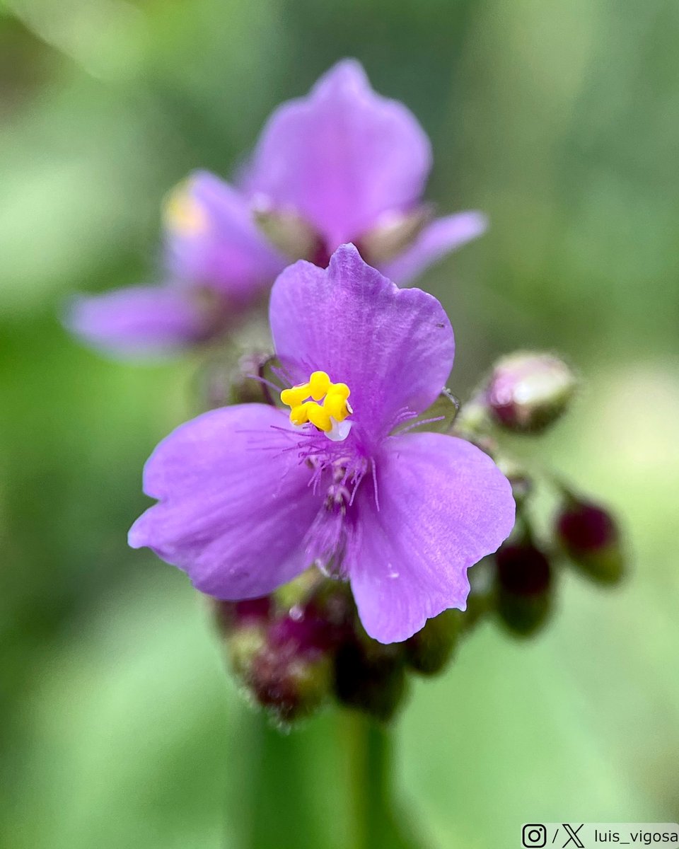 Tripogandra purpurascens subsp. purpurascens (Commelinaceae) #botany #flowers #taxonomy #plants