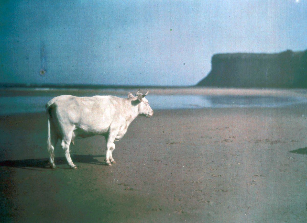 Cow on Saltburn beach 1915 by John Cimon Warburg using the Autochrome Process.