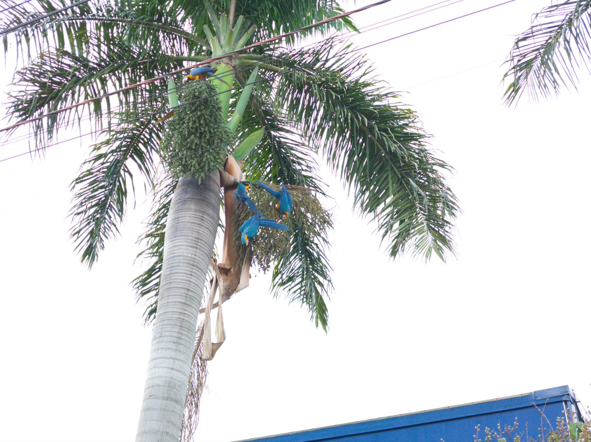 robowillian's tweet photo. Photographs of blue macaws . Com a cΓ’mera do Motorola Edge 30 Ultra em RAW π·
#NatureBeauty
#nature #photo #raw #200mp #12mp #MotorolaEdge30Ultra #motofoto
@Fanboy_Moto @MbarkCherguia https://t.co/8m8C5nKpry