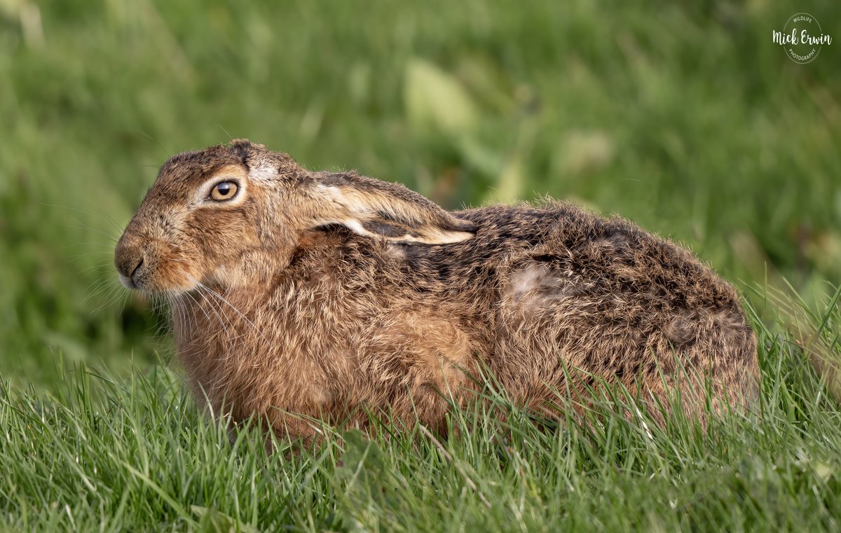 Brown Hare #OMSYSTEM #Hare #wildlifephotography #brownhare